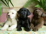Meravigliosi Cuccioli di Labrador - Foto n. 1