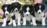 Cuccioli di Borden Collie pura Razza Bianchi e Neri - Foto n. 2