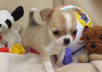 Cuccioli di Chihuahua Micro Toy - Foto n. 2