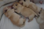 Animali Cuccioli Labrador Retriver con Pedigree - Foto n. 4