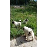 Cuccioli di Pastore Maremmano con cane dei Pirenei
