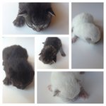Cuccioli di Gatto Siberiano Ipoallergenico - Foto n. 2