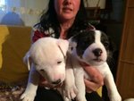 Cuccioli di jak Russel Terrier - Foto n. 1