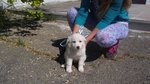 Cuccioli Labrador Retriever - Foto n. 5