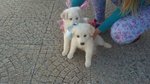 Cuccioli Labrador Retriever - Foto n. 6