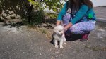 Cuccioli Labrador Retriever - Foto n. 7