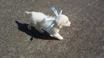 Cuccioli Labrador Retriever - Foto n. 8