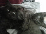 Due Gattini neri in Adozione - Foto n. 2
