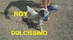 Roy Cucciolo Incrocio Labrador