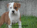 American Stafordshire Terrier Cuccioli - Foto n. 3