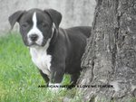 American Stafordshire Terrier Cuccioli - Foto n. 5