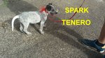 Cucciolo Spark Incrocio Labarador
