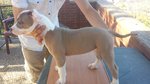Cucciolata American Staffordshire Terrier - Foto n. 2