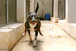 Stellina - Forrest gump (adozione cane Taglia Media) - Foto n. 1