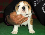 Cuccioli Bulldog Inglese - Foto n. 4