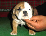 Cuccioli Bulldog Inglese - Foto n. 6