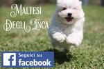 Cuccioli Maltese con Importante Pedigree Enci