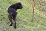 Cuccioli di cane Corso (allevamento Riconosciuto enci ed Fci) - Foto n. 6