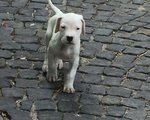 🐶 Dogo Argentino di 5 anni e 10 mesi in vendita a Belvì (NU) e in tutta Italia da privato