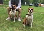 Ultimi due Cuccioli di American Staffordshire Terrier