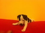 Disponibile Cucciolo jack Russel Stupendo da Meta' Giugno - Foto n. 2