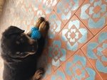 Cucciolo Rottweiler - Foto n. 1