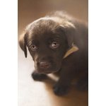 Cuccioli Labrador Retriever - Foto n. 3