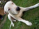 🐶 Dogo Argentino femmina di 9 anni e 10 mesi in adozione a Cossato (BI) da privato