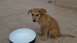 Cucciola di Meticcio di 2 mesi e Mezzo - Foto n. 2