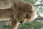 Cucciole di Golden Retriever - Foto n. 2