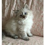 Cuccioli Gatto Siberiano - Foto n. 1