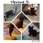 Nerone, tre mesi e Mezzo, in Adozione - Foto n. 1