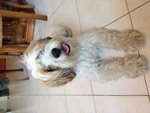 🐶 Irish Soft Coated Wheaten Terrier maschio di 10 anni e 8 mesi in adozione a Stia (AR) da privato
