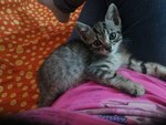 Gattino di Circa due Mesi - Foto n. 1