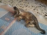 Gattino di Circa due Mesi - Foto n. 4