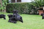 Cuccioli di cane Corso (all.to Riconosciuto)