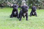 Cuccioli di cane Corso (all.to Riconosciuto) - Foto n. 5