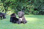 Cuccioli di cane Corso (all.to Riconosciuto) - Foto n. 7