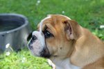Bulldog Inglese a Mantova con Pedigree - Foto n. 1