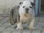 Bulldog Inglese a Mantova con Pedigree - Foto n. 3