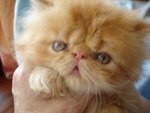 Favoloso Cucciolo Persiano red Tabby Shaded Maschio - Foto n. 2
