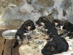 Splendidi Cuccioli di Pastore Tedesco - Foto n. 1