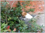 Jack Russel Terrier - Foto n. 2