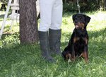 Rottweiler: top Cucciola da expo "100% Tedesca" - Foto n. 6