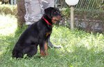 Rottweiler: top Cucciola da expo "100% Tedesca" - Foto n. 8