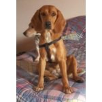 🐶 Beagle femmina di 6 anni e 8 mesi in adozione a Agrigento (AG) da privato