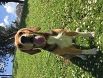 🐶 Beagle maschio di 8 anni e 3 mesi in accoppiamento a Cosenza (CS) e in tutta Italia da privato