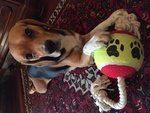 Beagle per Accoppiamento - Foto n. 4