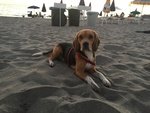 Beagle per Accoppiamento - Foto n. 5