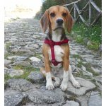 Beagle per Accoppiamento - Foto n. 6